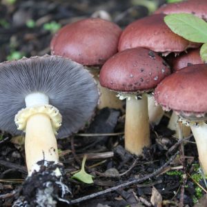 Matériel aménagement comestible - mycelium de champignons