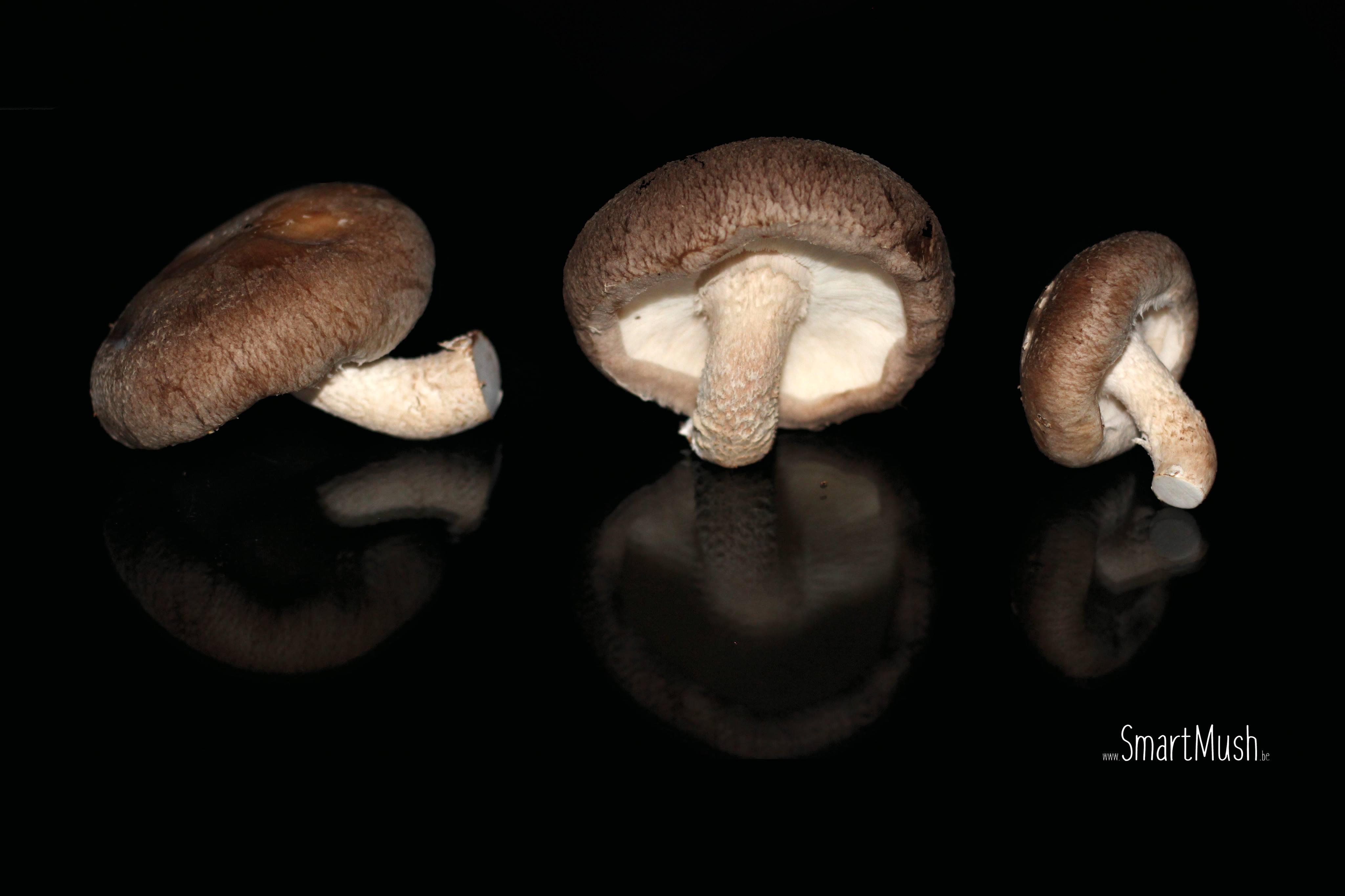 Mycelium de shiitaké ( Lentinula edodes )