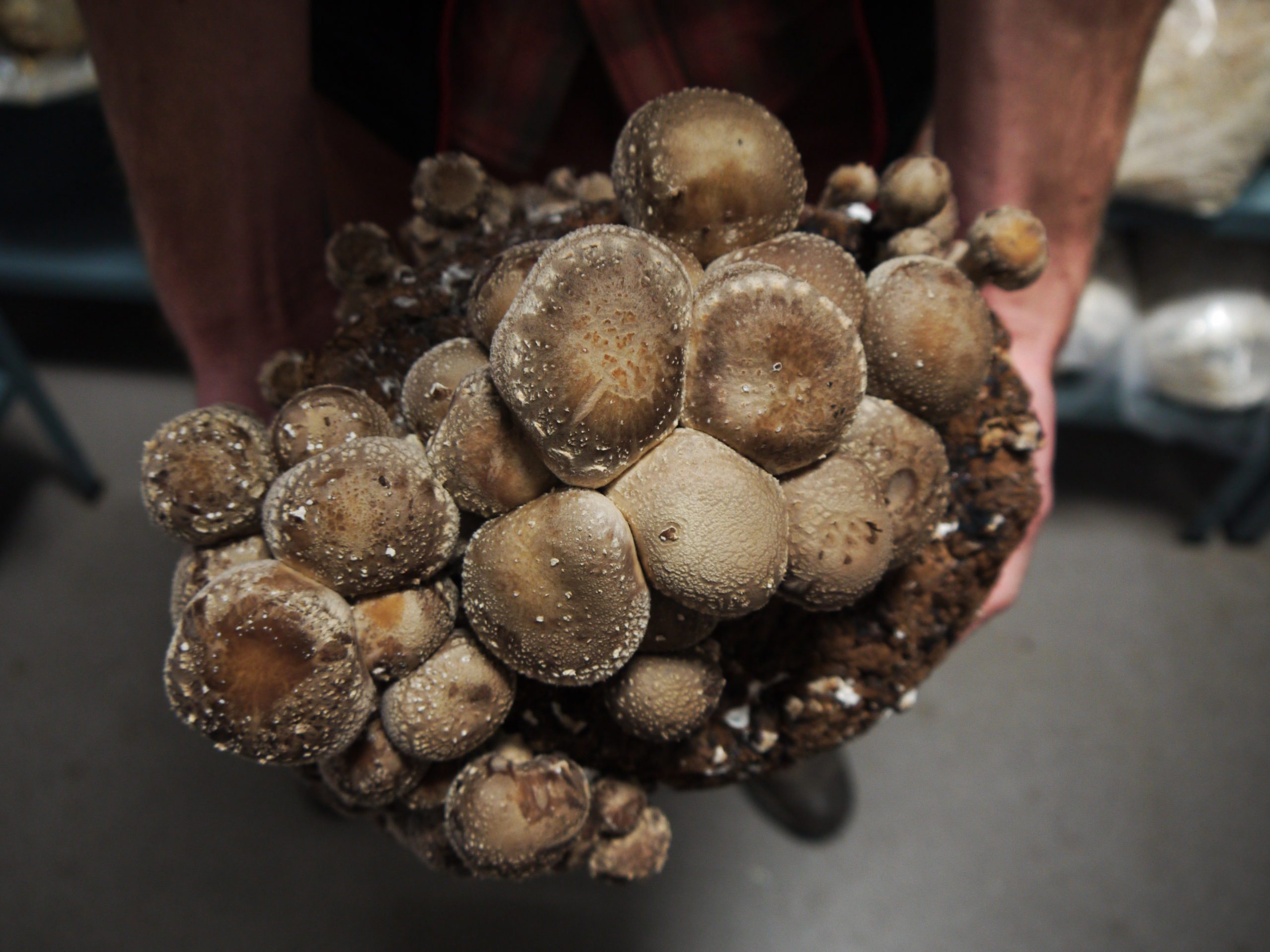 Mycélium en granulés de champignon shiitake, Lentinula edodes
