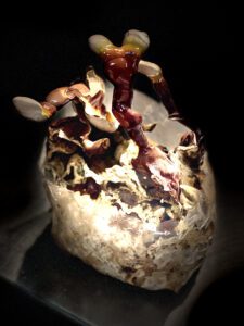 Set de culture de champignons - Webshop - Matelma